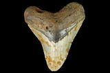 Fossil Megalodon Tooth - North Carolina #124688-1